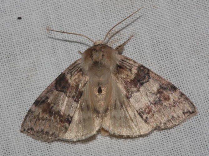 Cymatophorina diluta &copy; DANTEN Benoit