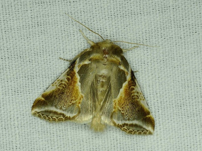 Habrosyne pyritoides &copy; MATHOT William