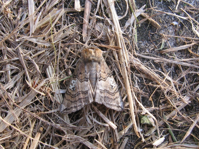 Tethea ocularis &copy; LETHEVE Xavier