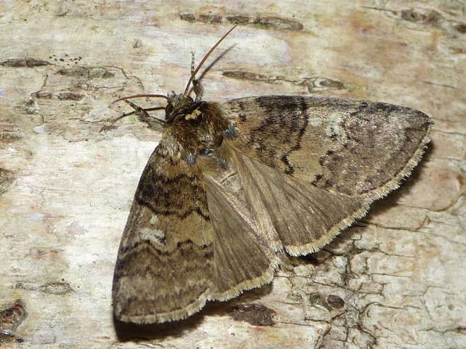 Tethea or &copy; BARBIER Simon