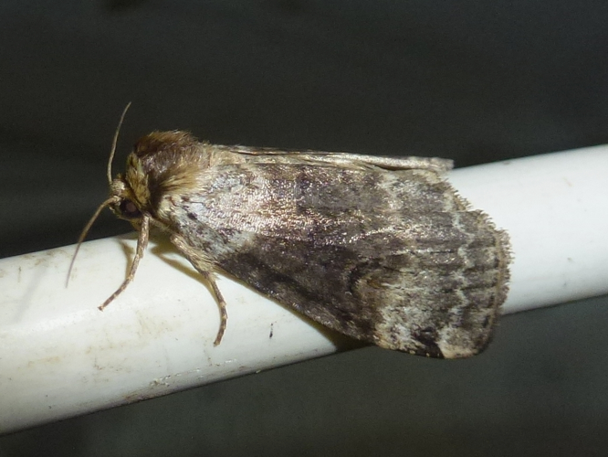 Tetheella fluctuosa &copy; MAILLIER Sébastien