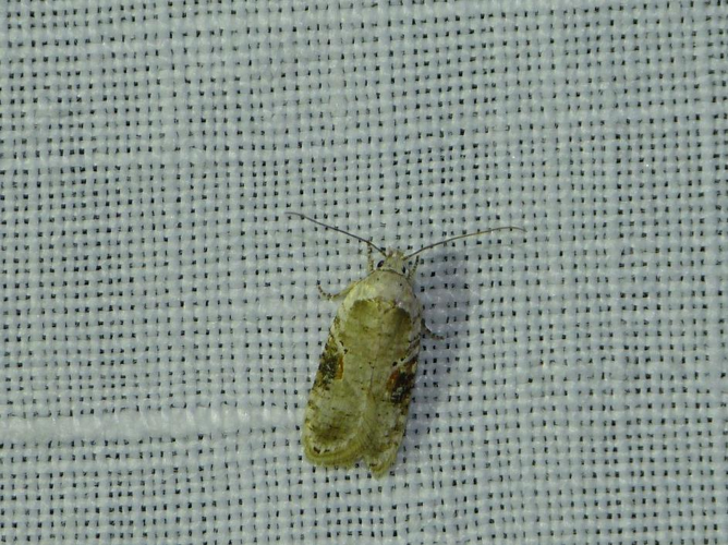 Agonopterix alstromeriana &copy; BARBIER Simon