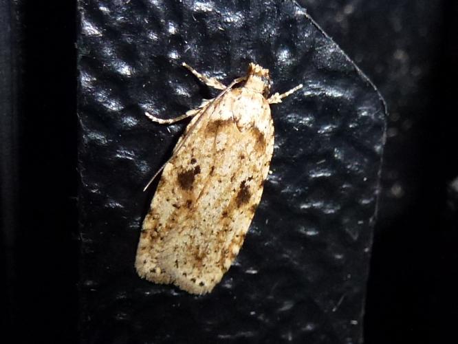 Agonopterix arenella &copy; MAILLIER Sébastien