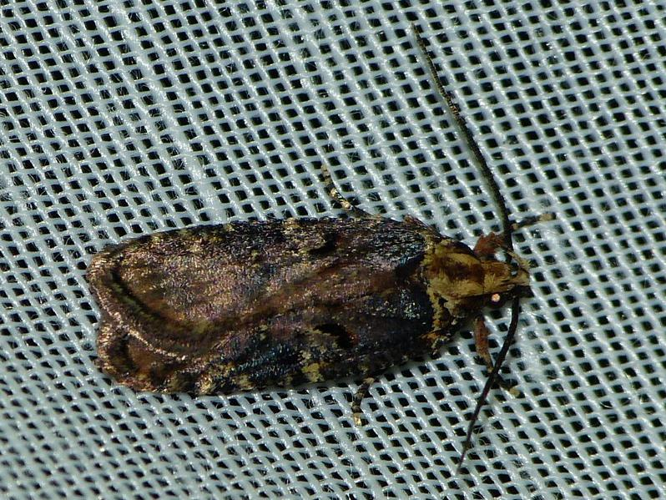 Agonopterix liturosa &copy; BARBIER Simon