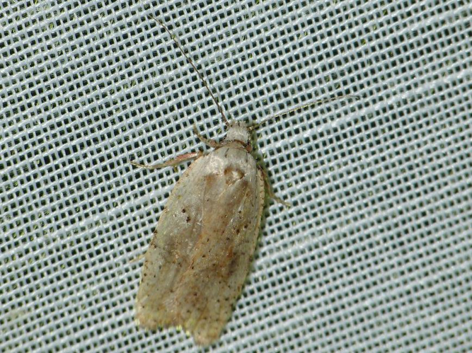 Agonopterix nervosa &copy; BARBIER Simon