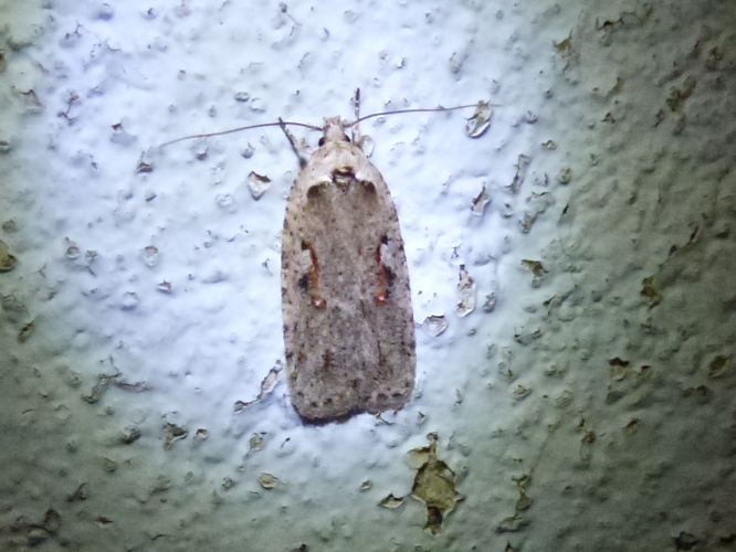 Agonopterix ocellana &copy; MAILLIER Sébastien