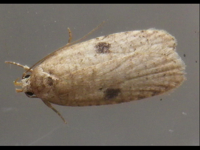 Agonopterix propinquella &copy; HALLART Guénael