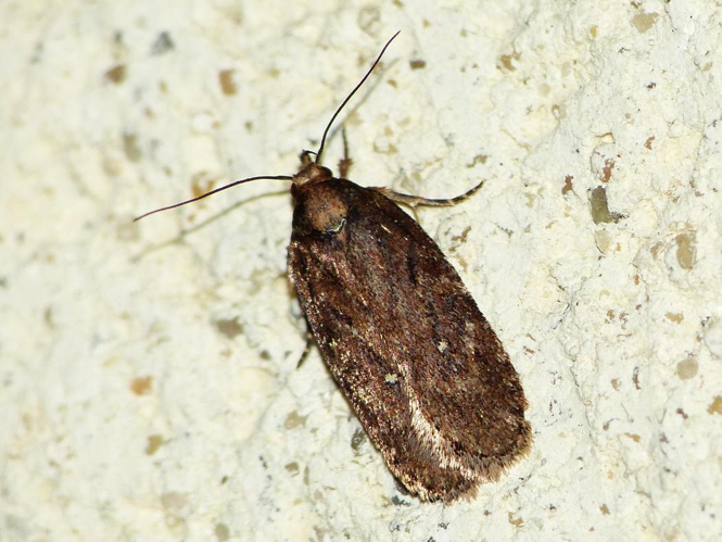 Depressaria albipunctella &copy; BARBIER Simon