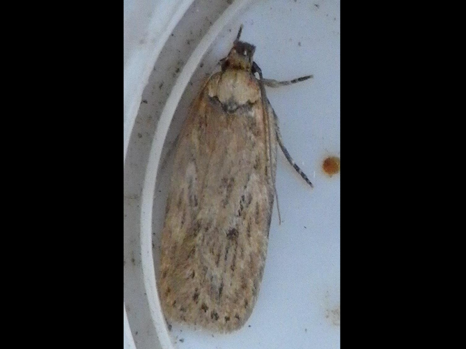 Depressaria radiella &copy; HALLART Guénael