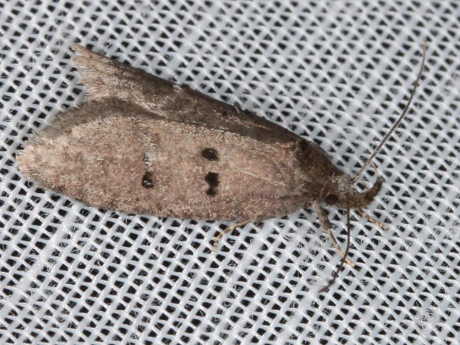 Luquetia lobella &copy; LETHEVE Xavier