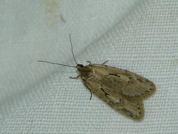 Semioscopis avellanella &copy; BARBIER Simon