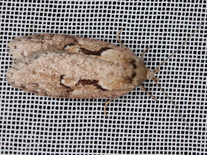 Semioscopis steinkellneriana &copy; LETHEVE Xavier