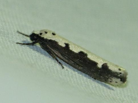 Ethmia bipunctella &copy; BARBIER Simon