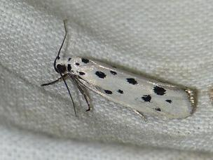 Ethmia dodecea &copy; BARBIER Simon