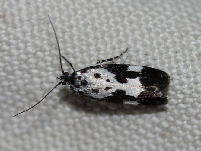 Ethmia quadrillella &copy; LETHEVE Xavier