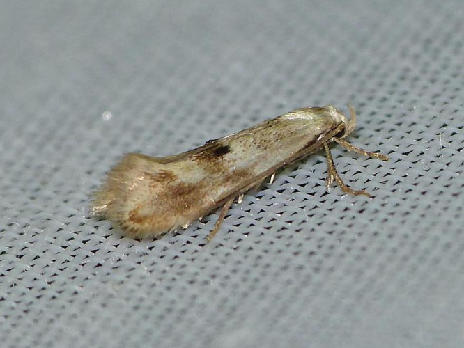 Elachista maculicerusella &copy; BARBIER Simon