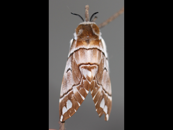 Endromis versicolora &copy; COLINDRE Laurent