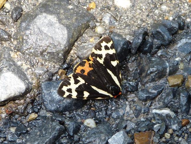 Parasemia plantaginis &copy; BARBIER Simon