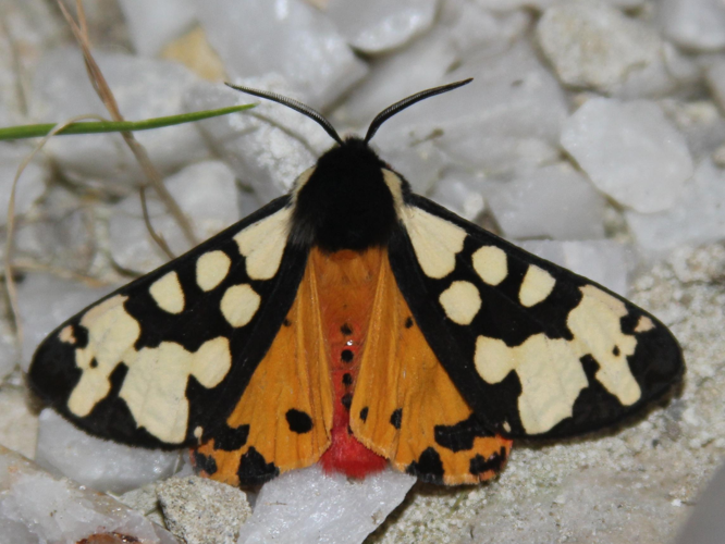 Arctia villica &copy; COLINDRE Laurent