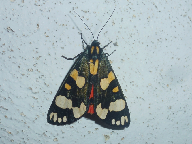 Callimorpha dominula &copy; MAILLIER Sébastien