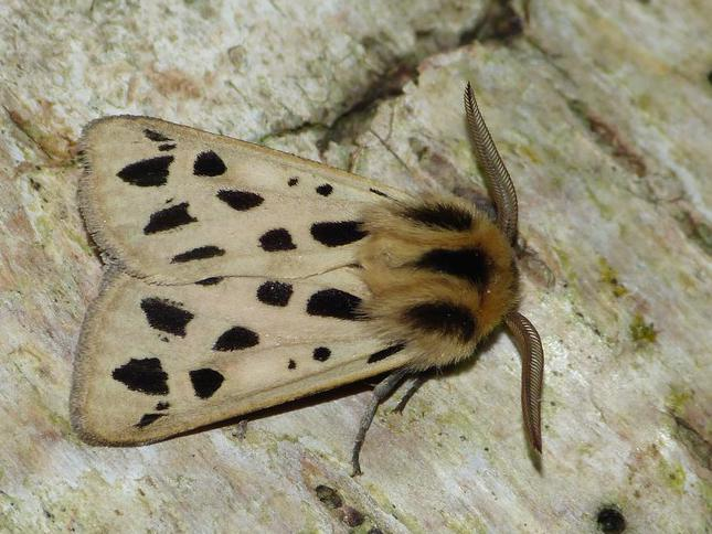 Chelis maculosa &copy; BARBIER Simon