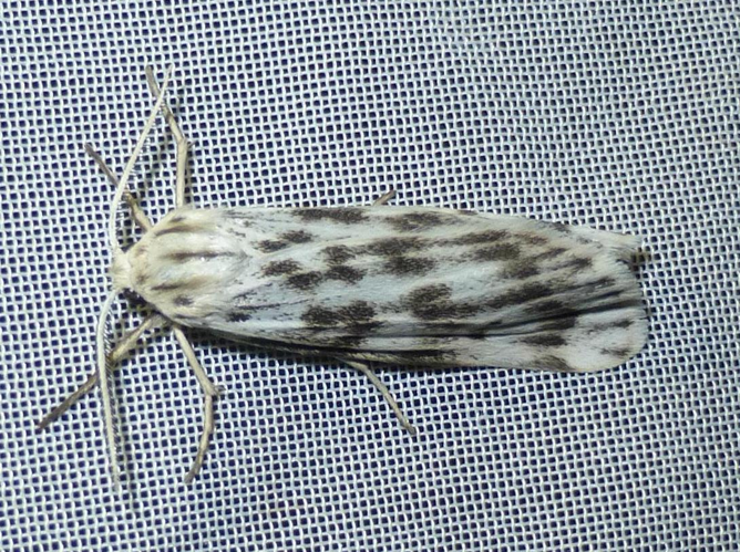 Coscinia cribaria &copy; LETHEVE Xavier