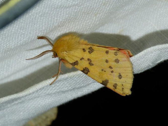 Rhyparia purpurata &copy; BARBIER Simon