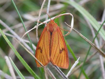 Diacrisia sannio &copy; TONDELLIER Bruno