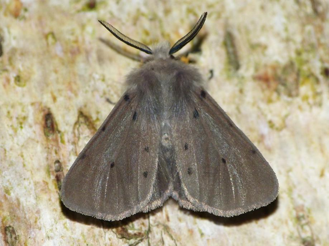 Diaphora mendica &copy; BARBIER Simon