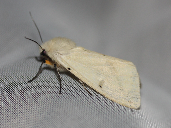 Spilosoma lutea &copy; LETHEVE Xavier