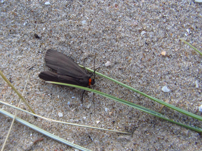Atolmis rubricollis &copy; MERANGER François