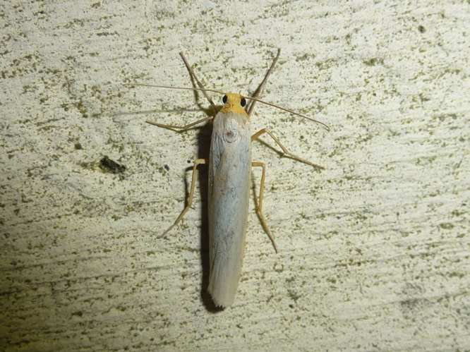 Eilema caniola &copy; MAILLIER Sébastien