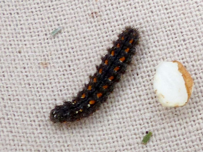 Eilema complana &copy; DEROZIER Carole