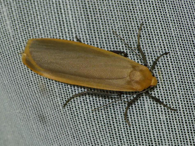 Eilema depressa &copy; BARBIER Simon