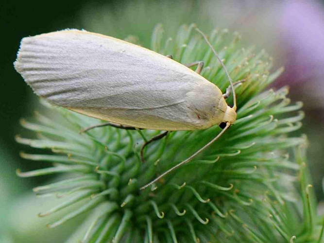 Eilema griseola &copy; MATHOT William