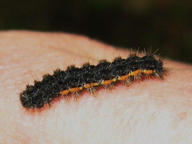 Eilema lurideola &copy; LETHEVE Xavier