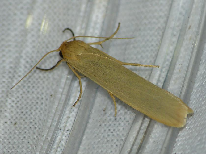 Eilema pygmaeola &copy; BARBIER Simon