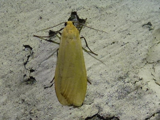 Eilema sororcula &copy; MAILLIER Sébastien