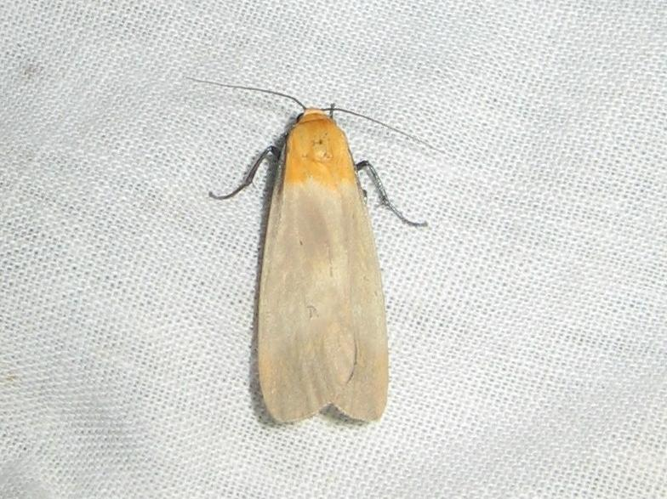 Lithosia quadra &copy; LETHEVE Xavier