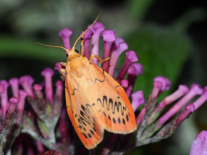 Miltochrista miniata &copy; GUILLEMOT Arlette