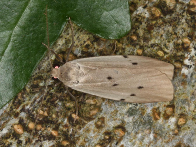 Pelosia muscerda &copy; LETHEVE Xavier