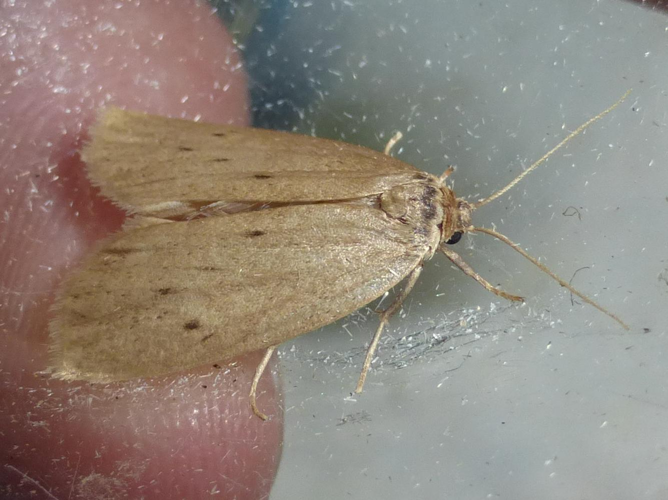 Pelosia obtusa &copy; LETHEVE Xavier