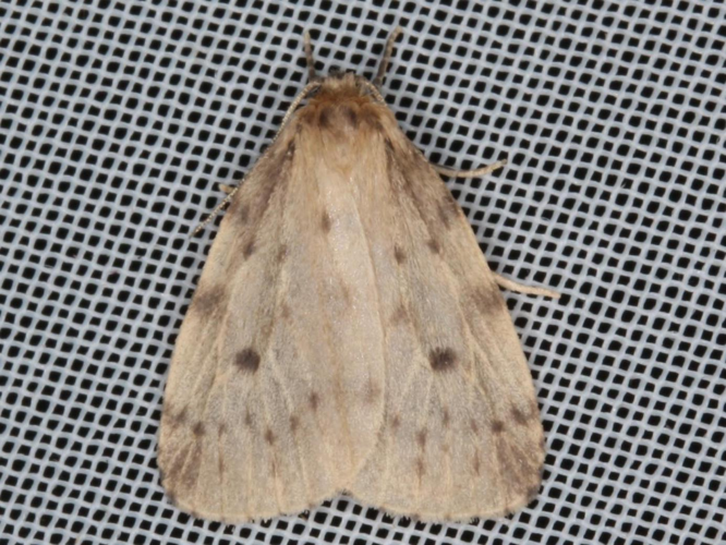 Thumatha senex &copy; LETHEVE Xavier