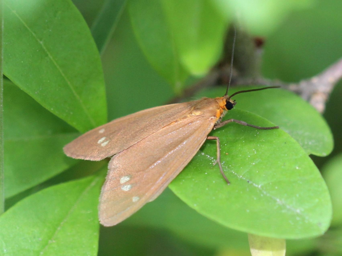 Dysauxes ancilla &copy; COLINDRE Laurent