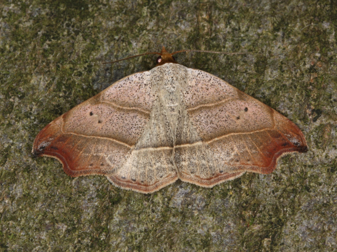 Laspeyria flexula &copy; LETHEVE Xavier