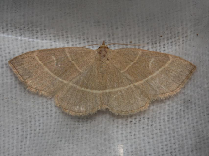 Trisateles emortualis &copy; DANTEN Benoit