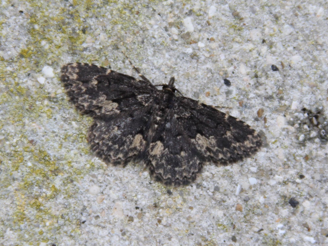 Parascotia fuliginaria &copy; COLINDRE Laurent