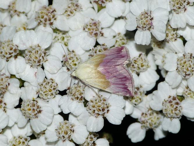 Eublemma purpurina &copy; BARBIER Simon