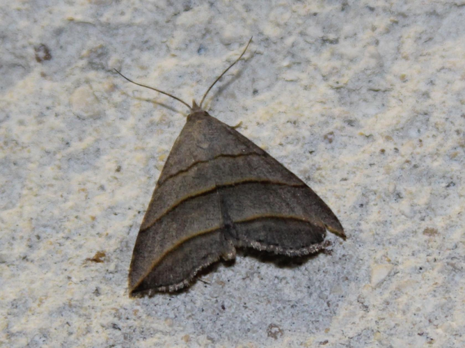 Colobochyla salicalis &copy; COLINDRE Laurent
