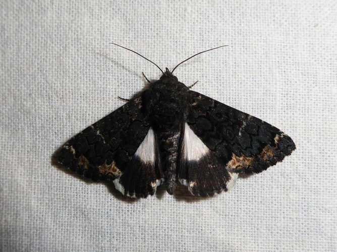 Catephia alchymista &copy; DAUMAL Thibaud